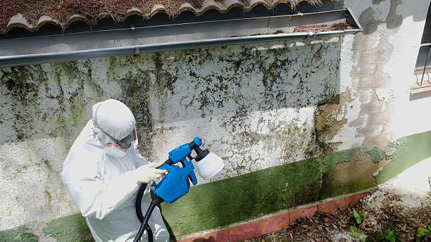Trusted Attic Mold Removal service in Federalsburg, MD - Cheap Mold Removal